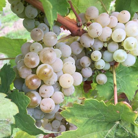 Ferienweingut Willems Oberemmel Eksteriør bilde